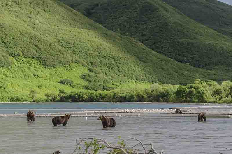 Oso Pardo - Kamchatka - Rusia 18.jpg